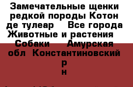 Замечательные щенки редкой породы Котон де тулеар  - Все города Животные и растения » Собаки   . Амурская обл.,Константиновский р-н